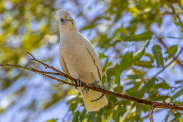 Western Corella perched on a low tree branch, Australia