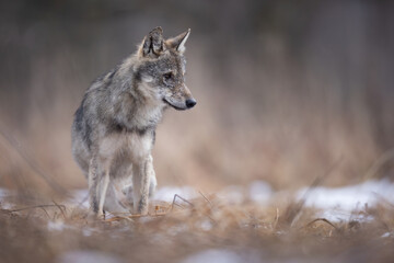 wilk wolf canis lupus - obrazy, fototapety, plakaty