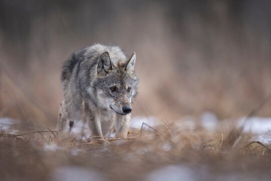 wilk wolf canis lupus