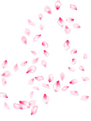 Spring blossom isolated petals flying