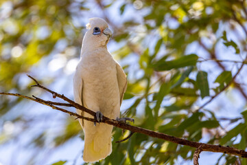 Western Corella perched on a low tree branch, Australia