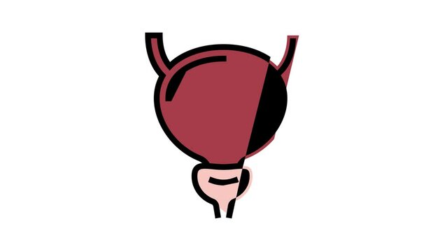 bladder human organ color icon animation