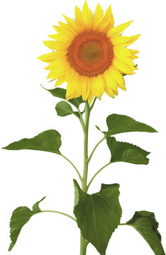 Sunflower - isolated image