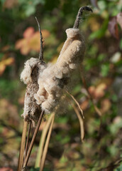 bulrush or cattail(Typha latifolia),Germany