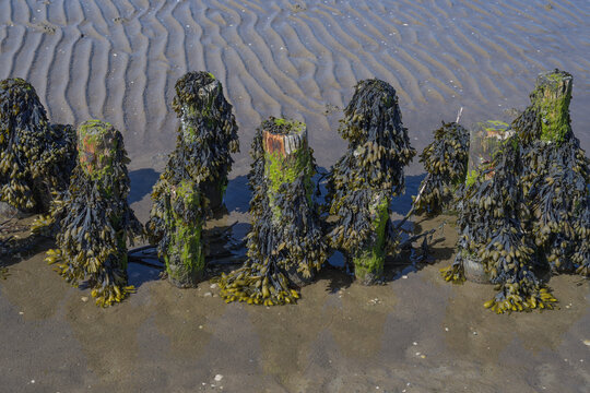 Bladderwrack or Seaweed (Fucus vesiculosus) at rotted Groyne,North Sea,North Frisia,Germany