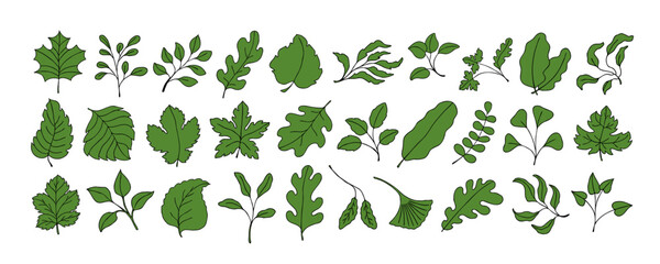 Leaves vector sketch set. Hand drawn decorative elements