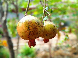 pomegranate on tree
