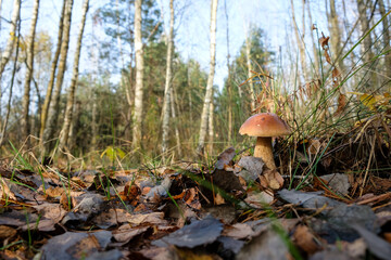Fototapeta premium Autumn birch grove and bolete. Sunny morning. 