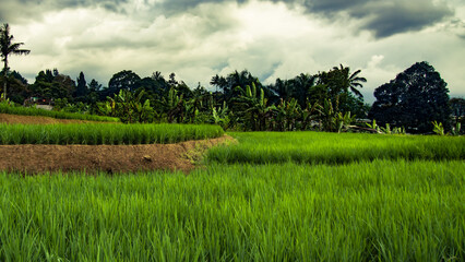 rice field