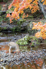 Sika Deer Roaming and Feeding at Autumn Field, Nara Public Park, Nara