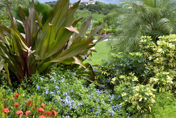 Tropical garden