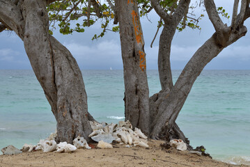 Looking through the branches of a West Indian Almond Tree (Terminalia catappa) at a sailboat, conch shells at the base of the tree