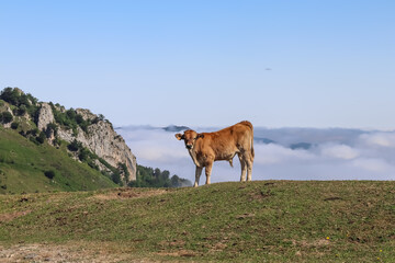 Vaca roja en la cima de una montaña rodeada de pastos verdes y con un mar de nubes al fondo....