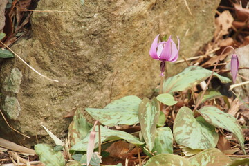 カタクリの花, Katakuri, Dogtooth violet