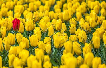 Obraz premium Colourful tulips