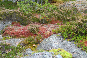 Red moss in the forest