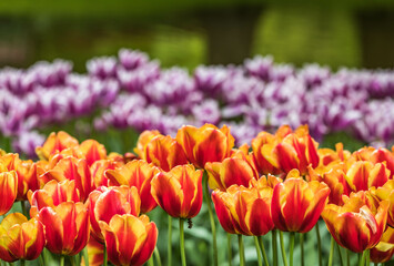 Colourful tulips