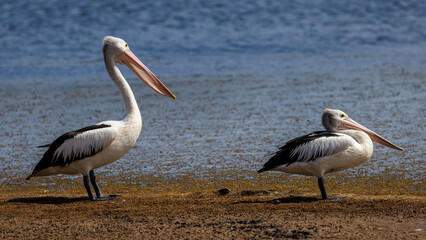 Australian pelican at the edge of a lake in South Australia