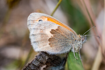 Close up on a dusky meadow brown butterfly, lepidoptera, hyponephele lycaon