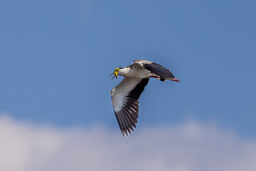 Masked Lapwing (Vanellus miles) in flight over Lake Moondarra near Mount Isa, Queensland