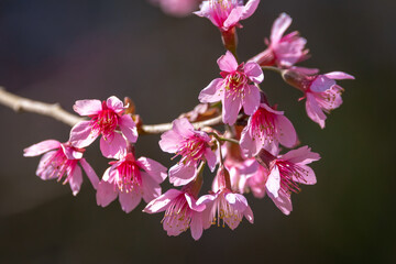 Beautiful Cherry blossom flower in blooming with branch on blue sky. for spring season