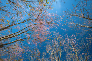 Beautiful Cherry blossom flower in blooming with branch on blue sky. for spring season