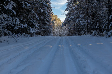 A country road in a snow-covered forest in the taiga on a winter day. beautiful landscape of winter coniferous forest. © Irina