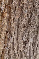 Obraz premium Close-up of tree bark. An old tree. many years ago. carbon sink. close-up macro photography. multiple use. background or backdrop.