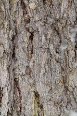 Close-up of tree bark. An old tree. many years ago. carbon sink. close-up macro photography. multiple use. background or backdrop.