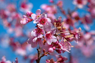 Beautiful Cherry blossom flower in blooming with branch on blue sky. for spring season