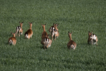 European fallow deer (dama dama), a group of fallow deer run in a field where grain grows. All European fallow deer and their hindquarters seen from behind. Nine Big Animals Escape