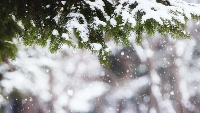 Snow in the forest, heavy snow falling through the trees, and a beautiful Christmas winter landscape
