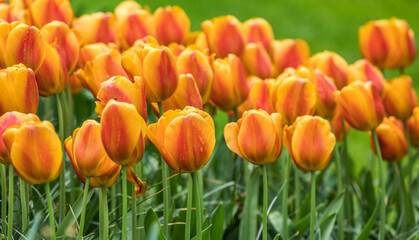 Colourful tulips