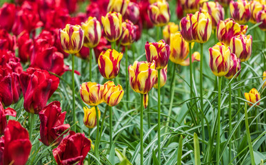 Colourful tulips
