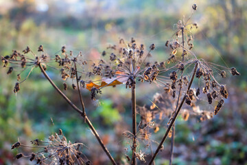 Dry umbrella wild plant in the field in autumn