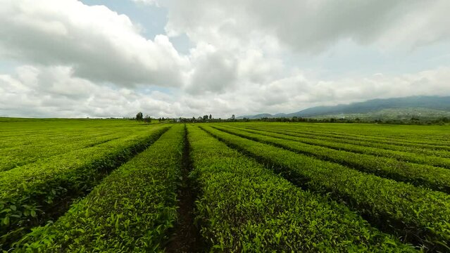 Kayu Aro tea plantation- the largest tea estate in the world at the foot of the Kerinci volcano. Sumatra, Indonesia.