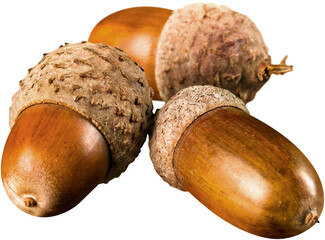 Brown Acorns - Isolated