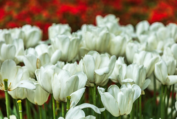 Obraz premium Colourful tulips
