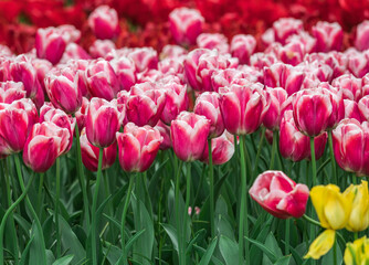 Colourful tulips