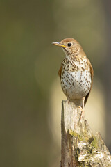 Śpiewak (Turdus philomelos)
