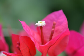 Fototapeta na wymiar Bougainvilla (Bougainvillea glabra), close up of pink flowers