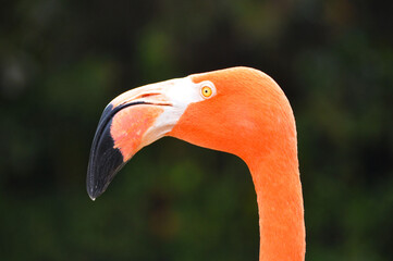 Fototapeta premium Orange Flamingo Close Up Profile