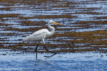 Egret on Lake Moondarra, Mount Isa Queensland, Australia