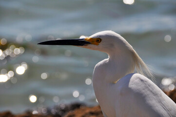 White Egret Close-up Profile with Bokeh Background