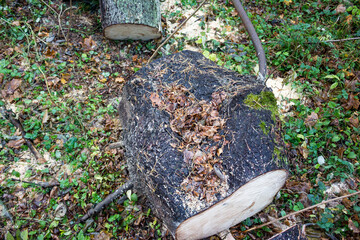 Rusty metal pipe deeply embedded in a tree trunk in the forest