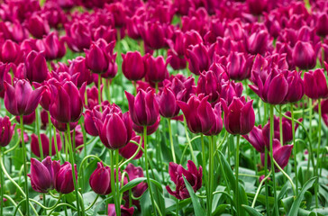 Fototapeta premium Colourful tulips