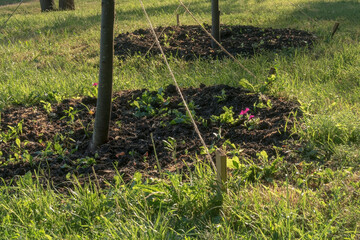 Manured ground around just planted trees. Support with ropes.