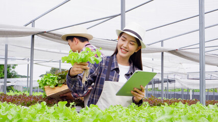 Gardeners inspecting green vegetables Oak in organic vegetables.