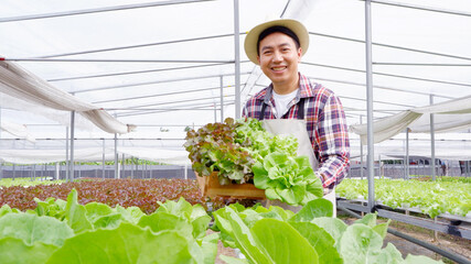 Smiling farmer holding a box of fresh vegetables Red Oak Lettuce ,Green Oak Lettuce in an organic vegetable farm.