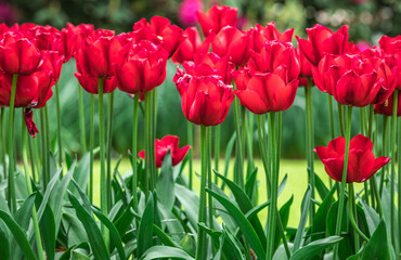Colourful tulips